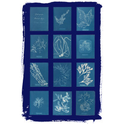 Póster cianotipos Anna Atkins