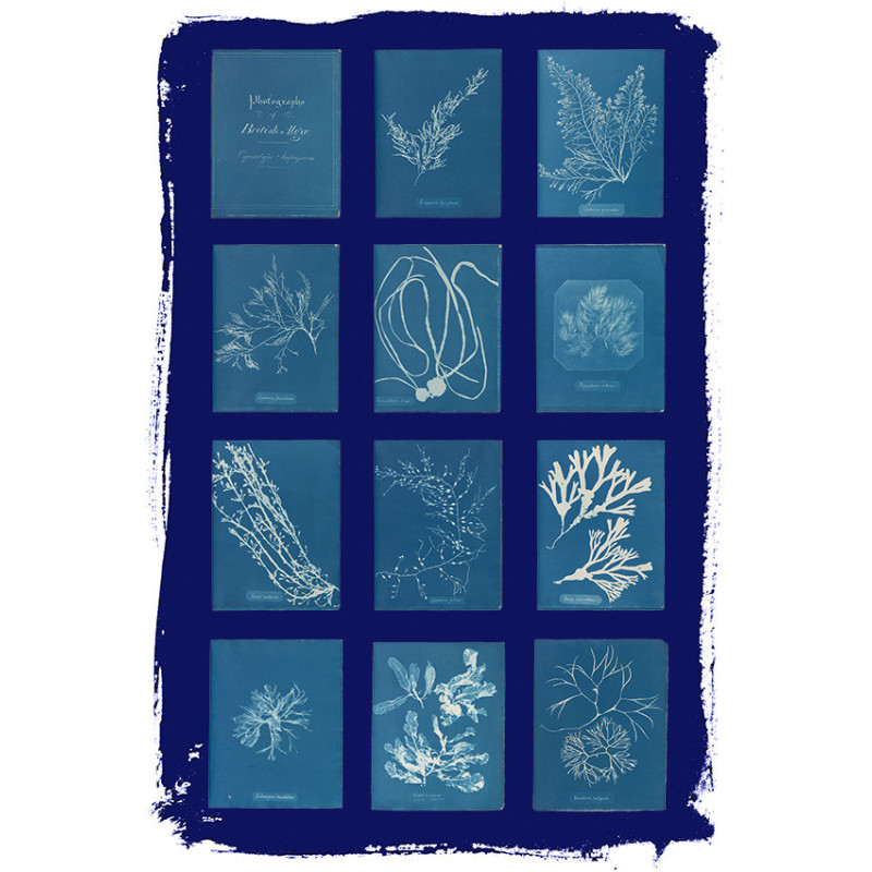 Póster cianotipos Anna Atkins