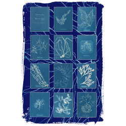 Póster cianotipos Anna Atkins