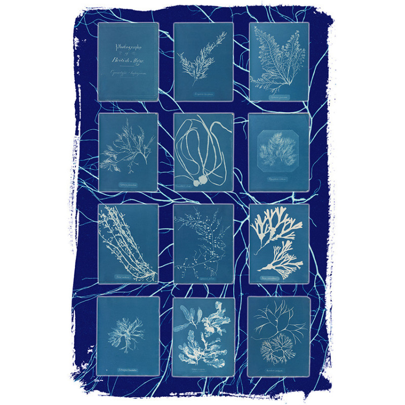 Póster cianotipos Anna Atkins