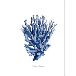 copy of Turbinaria Mesenterina