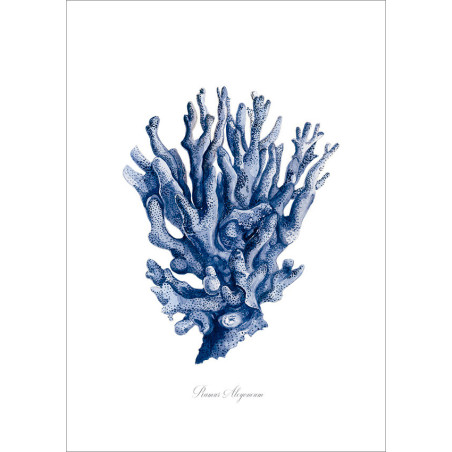 Ramus Aleyoneum