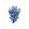 Ramus Aleyoneum