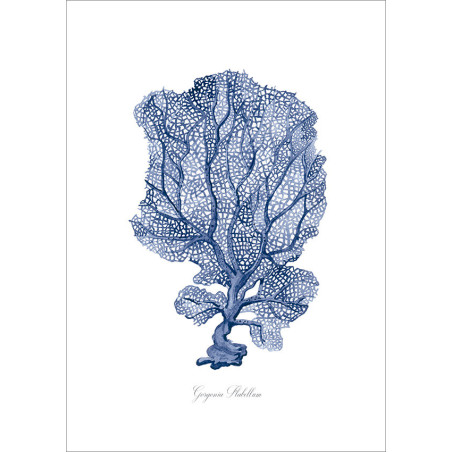 Gorgonia Flabellum