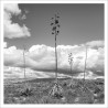 El Silencio y el Cabo 01