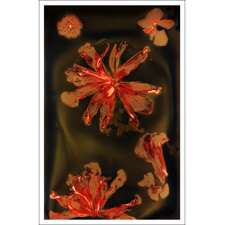 Amparo Castillo: Lumen [ART-PAL]