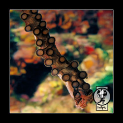ExpoSubFotoSub Pulpo