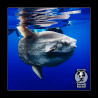 ExpoSubFotoSub Pez luna