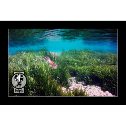 ExpoSubFotoSub Medusa y posidonia