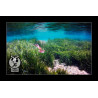 ExpoSubFotoSub Medusa y posidonia
