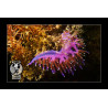 ExpoSubFotoSub Flavellina