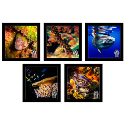 ExpoSubFotoSub 5 fotos