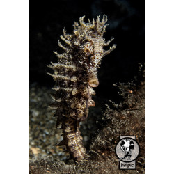 (dibond) Caballito de mar (Hippocampus)